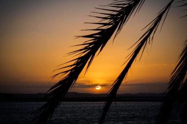 Sunsetting over the water with a silhouette of palm leaves in the foreground.